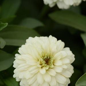 Zinnia marylandica 'White'