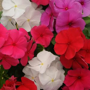 Catharanthus roseus 'Clear Mix'