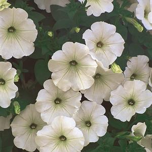 Petunia 'White'