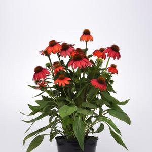 Echinacea 'Ombre Red'