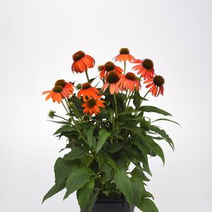 Echinacea 'Soft Orange'