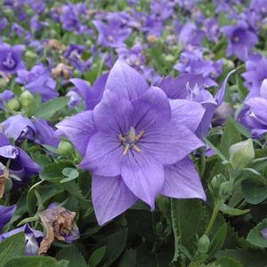 Platycodon 'Astra Double Blue'