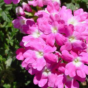 Verbena canadensis 'Homestead Pink'