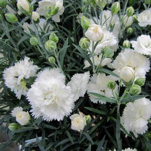 Dianthus 'Frosty'