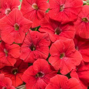 Petunia 'Really Red'