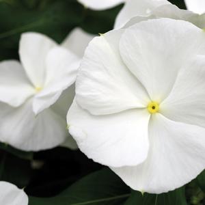 Catharanthus roseus 'White'