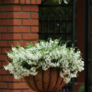 Angelonia angustifolia 'Spreading White'