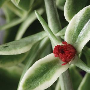 Dorotheanthus bellidiformis 'Mezoo™ Trailing Red'