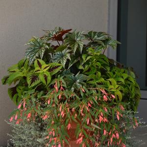 Begonia boliviensis 'San Francisco'