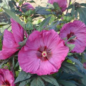 Hibiscus 'Berry Awesome'
