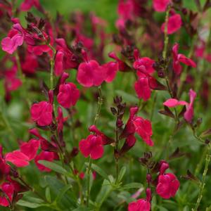 Salvia greggii 'Neon Rose'