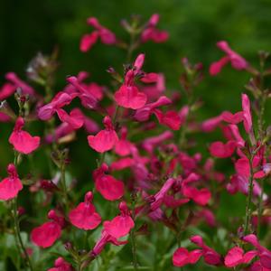 Salvia greggii 'Hot Pink'