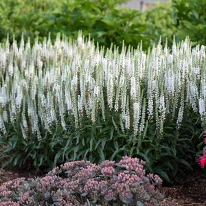 Veronica 'White Wands'