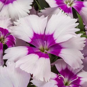 Dianthus chinensis 'Blueberry Eye'