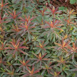 Euphorbia polyanthemus 'Bonfire'
