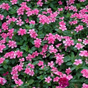 Catharanthus roseus 'Shell Pink'
