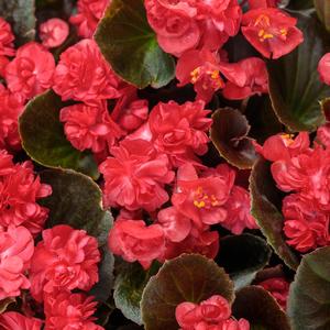 Begonia semperflorens 'Double Up Red'