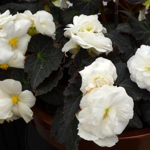 Begonia x tuberhybrida 'Mocca White'