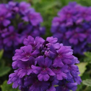 Verbena peruviana 'Dark Purple'