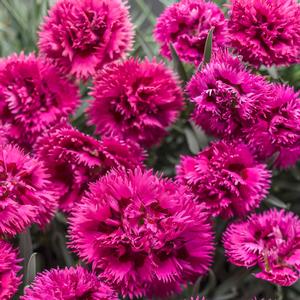 Dianthus 'Spiked Punch'