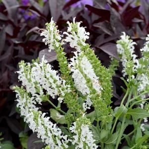 Salvia nemorosa 'Swifty 'White''
