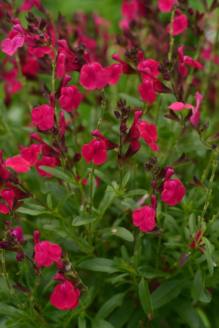 Salvia greggii 'Neon Rose' Sage from King's Greenhouse