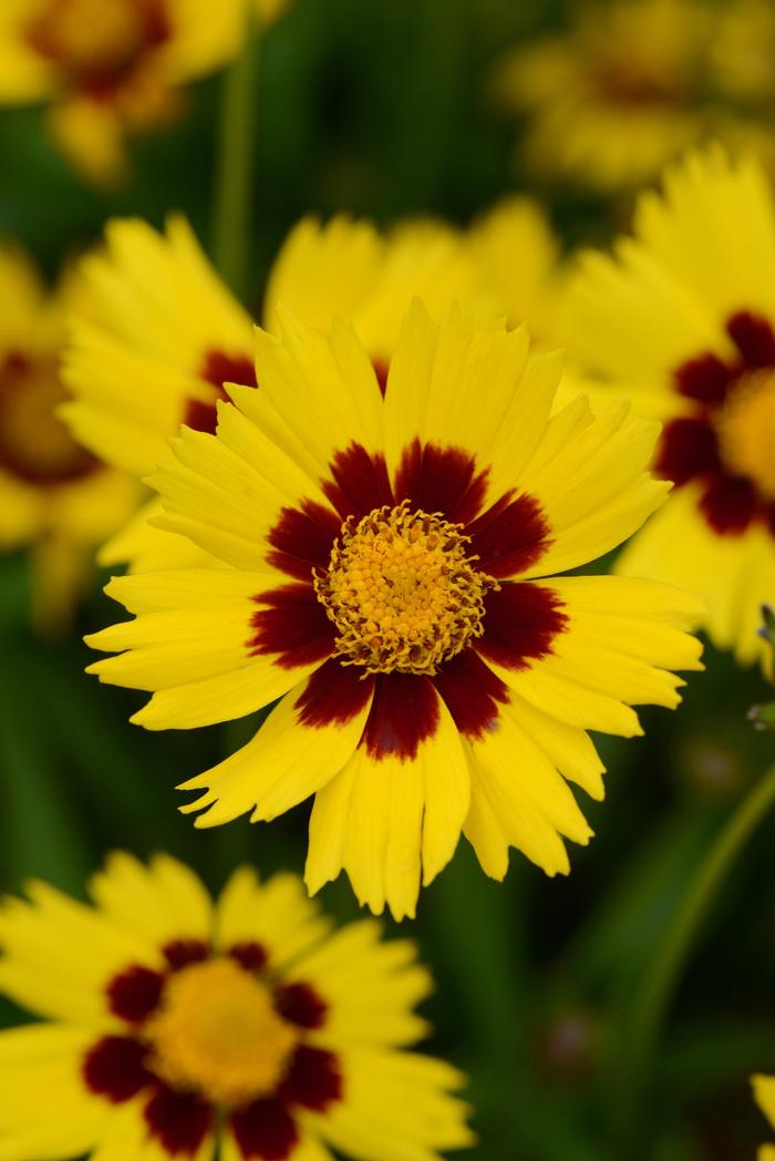 Coreopsis grandiflora 'SunKiss' Tickseed from King's Greenhouse