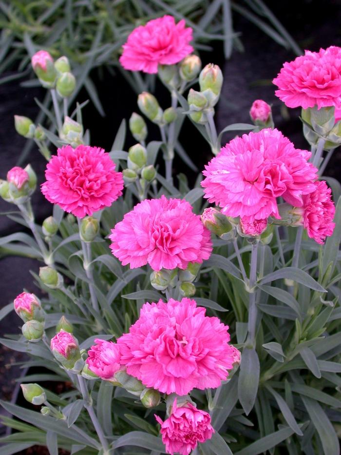 Dianthus 'Sherbet' Dianthus from King's Greenhouse