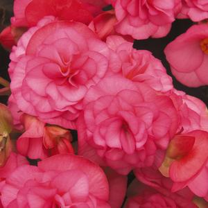 Begonia x hiemalis 'Light Pink'