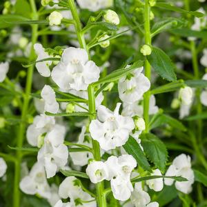 Angelonia angustifolia 'Super White'