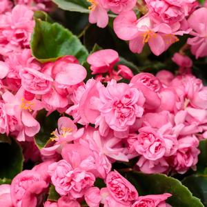 Begonia semperflorens 'Double Up Pink'