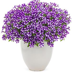 Petunia 'Violet Star'