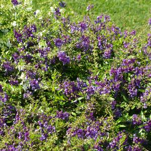 Angelonia angustifolia 'Dark Purple'