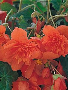 Begonia x tuberhybrida 'Orange'