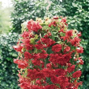 Begonia x tuberhybrida 'Scarlet'