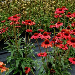 Echinacea 'Red'