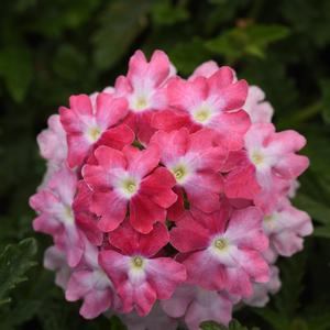 Verbena peruviana 'Pink Fizz'