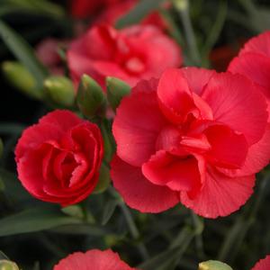 Dianthus 'Rosebud'