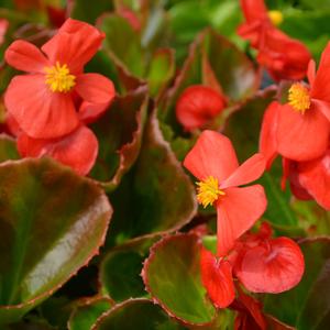 Begonia semperflorens 'Red'