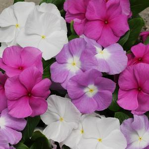 Catharanthus roseus 'Summer Breeze Mix'