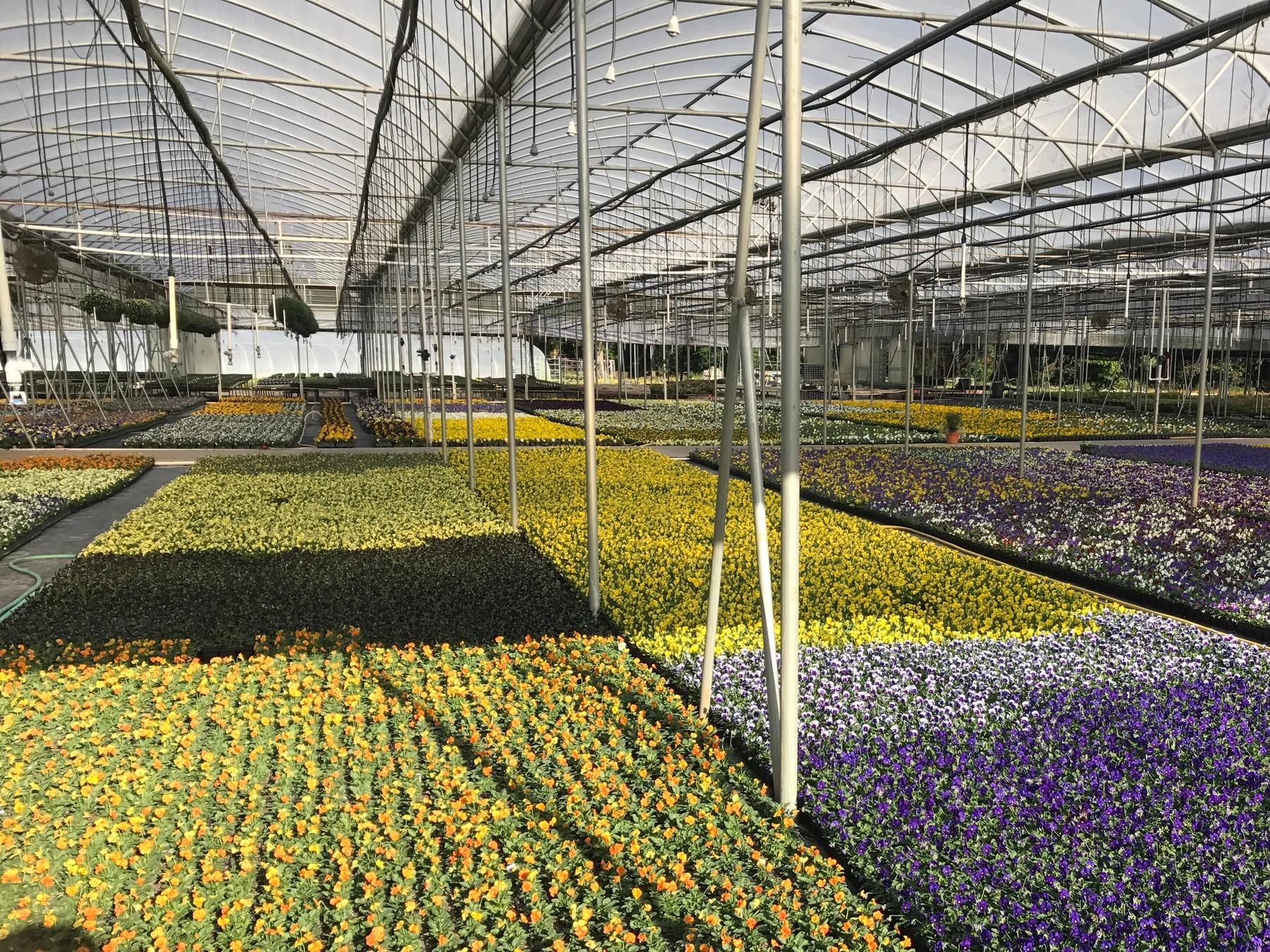 King's Greenhouse Growing Range and Wholesale Operation